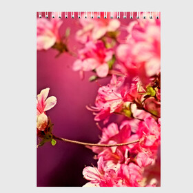 Скетчбук с принтом Сакура в Екатеринбурге, 100% бумага
 | 48 листов, плотность листов — 100 г/м2, плотность картонной обложки — 250 г/м2. Листы скреплены сверху удобной пружинной спиралью | 3d | flower | nature | pink | sakura | весна | деревья | природа | розовый | сакура | цветы | япония