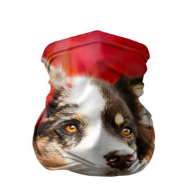 Бандана-труба 3D с принтом Бордер колли в красных листьях в Екатеринбурге, 100% полиэстер, ткань с особыми свойствами — Activecool | плотность 150‒180 г/м2; хорошо тянется, но сохраняет форму | Тематика изображения на принте: border collie | dog | бордер колли | красный | листья | осень | собака