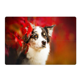 Магнитный плакат 3Х2 с принтом Бордер колли в красных листьях в Екатеринбурге, Полимерный материал с магнитным слоем | 6 деталей размером 9*9 см | border collie | dog | бордер колли | красный | листья | осень | собака