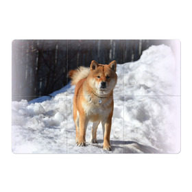 Магнитный плакат 3Х2 с принтом Акита-ину в Екатеринбурге, Полимерный материал с магнитным слоем | 6 деталей размером 9*9 см | Тематика изображения на принте: акита | животное | животные | ину | овчарка | пес | песик | псы | сиба | собака | собаки | шиба