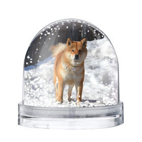 Снежный шар с принтом Акита-ину в Екатеринбурге, Пластик | Изображение внутри шара печатается на глянцевой фотобумаге с двух сторон | акита | животное | животные | ину | овчарка | пес | песик | псы | сиба | собака | собаки | шиба
