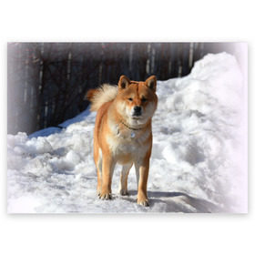 Поздравительная открытка с принтом Акита-ину в Екатеринбурге, 100% бумага | плотность бумаги 280 г/м2, матовая, на обратной стороне линовка и место для марки
 | акита | животное | животные | ину | овчарка | пес | песик | псы | сиба | собака | собаки | шиба