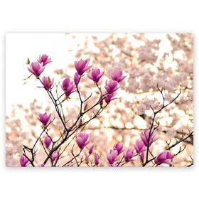 Поздравительная открытка с принтом Сакура в Екатеринбурге, 100% бумага | плотность бумаги 280 г/м2, матовая, на обратной стороне линовка и место для марки
 | Тематика изображения на принте: деревья | красота | небо | природа | сакура | цветение | цветы | япония