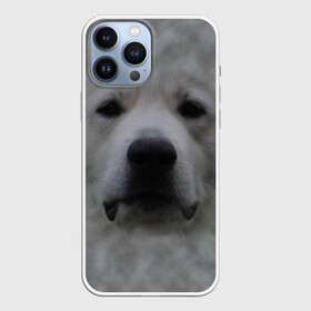 Чехол для iPhone 13 Pro Max с принтом Лабрадор в Екатеринбурге,  |  | голова | животные | лабрадор | пес | природа | собака | собачка | щенок