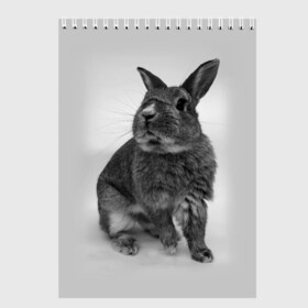 Скетчбук с принтом Кролик в Екатеринбурге, 100% бумага
 | 48 листов, плотность листов — 100 г/м2, плотность картонной обложки — 250 г/м2. Листы скреплены сверху удобной пружинной спиралью | заяц | кролик