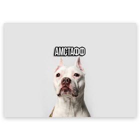 Поздравительная открытка с принтом Стаффордшир в Екатеринбурге, 100% бумага | плотность бумаги 280 г/м2, матовая, на обратной стороне линовка и место для марки
 | пес | питбуль | собака | стафф | стаффордширский терьер