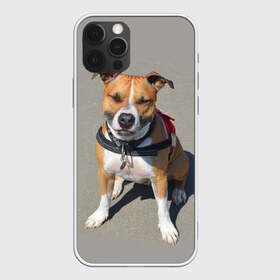 Чехол для iPhone 12 Pro Max с принтом Стаффордшир в Екатеринбурге, Силикон |  | Тематика изображения на принте: животные | пес | питбуль | природа | собака | стафф | стаффордшир | стаффордширский терьер