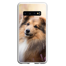 Чехол для Samsung Galaxy S10 с принтом Шелти в Екатеринбурге, Силикон | Область печати: задняя сторона чехла, без боковых панелей | dog | взгляд | колли | собака