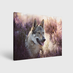 Холст прямоугольный с принтом Волк в Екатеринбурге, 100% ПВХ |  | Тематика изображения на принте: dog | взгляд | волк | лайка | собака | хаски