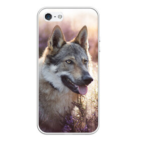 Чехол для iPhone 5/5S матовый с принтом Волк в Екатеринбурге, Силикон | Область печати: задняя сторона чехла, без боковых панелей | dog | взгляд | волк | лайка | собака | хаски