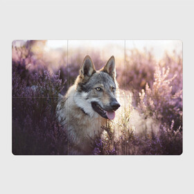 Магнитный плакат 3Х2 с принтом Волк в Екатеринбурге, Полимерный материал с магнитным слоем | 6 деталей размером 9*9 см | Тематика изображения на принте: dog | взгляд | волк | лайка | собака | хаски