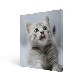 Холст квадратный с принтом Котенок в Екатеринбурге, 100% ПВХ |  | голова | животные | кот | котенок | котик | кошка | мордочка | природа | язык