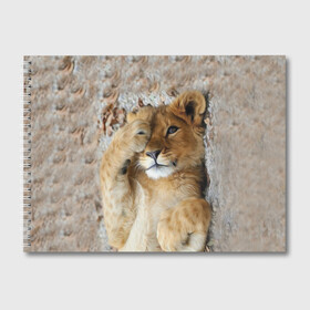 Альбом для рисования с принтом Львенок в Екатеринбурге, 100% бумага
 | матовая бумага, плотность 200 мг. | дикая кошка | животные | кот | кошка | лев | львенок | львица | мордочка | природа | тигр | хищник