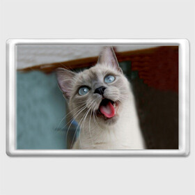 Магнит 45*70 с принтом Сиамский котенок в Екатеринбурге, Пластик | Размер: 78*52 мм; Размер печати: 70*45 | Тематика изображения на принте: животные | кот | котенок | котик | кошечка | кошка | милый | мордочка | показывает язык | прикол | серый | сиамская | сиамская кошка | сиамский котенок | юмор | язык