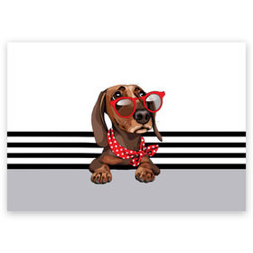 Поздравительная открытка с принтом Такса в очках в Екатеринбурге, 100% бумага | плотность бумаги 280 г/м2, матовая, на обратной стороне линовка и место для марки
 | Тематика изображения на принте: animal | black | breed | dachshund | dog | domestic | drawing | gra | polka | red | shawl | stripes | white | белый | горошек | графика | домашняя | животное | красный | надпись | очки | платок | полосы | порода | рисунок | собака | такса | текс
