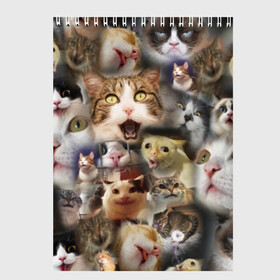 Скетчбук с принтом Те самые коты в Екатеринбурге, 100% бумага
 | 48 листов, плотность листов — 100 г/м2, плотность картонной обложки — 250 г/м2. Листы скреплены сверху удобной пружинной спиралью | Тематика изображения на принте: грустный кот мем | кот | кот мем | коты | кошка | мем | мем про котов | мемы | мемы с котами
