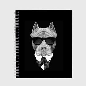 Тетрадь с принтом Питбуль в Екатеринбурге, 100% бумага | 48 листов, плотность листов — 60 г/м2, плотность картонной обложки — 250 г/м2. Листы скреплены сбоку удобной пружинной спиралью. Уголки страниц и обложки скругленные. Цвет линий — светло-серый
 | animals | black | black and white | cool | dog | fight | gentleman | head | illustration | pitbull | swag | white | авторитет | белая | бойцовый | галстук бабочка | голова | джентльмен | животные | иллюстрация | костюм | крутой | очки | 