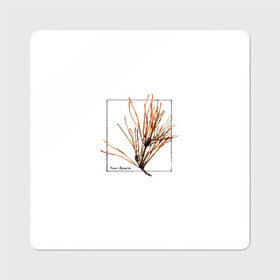 Магнит виниловый Квадрат с принтом Pinus Sylvestris в Екатеринбурге, полимерный материал с магнитным слоем | размер 9*9 см, закругленные углы | абстракция | авторская работа | ботаническая иллюстрация | деревья | иллюстрации | минимализм | сосна | цветы