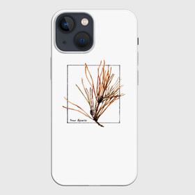 Чехол для iPhone 13 mini с принтом Pinus Sylvestris в Екатеринбурге,  |  | абстракция | авторская работа | ботаническая иллюстрация | деревья | иллюстрации | минимализм | сосна | цветы