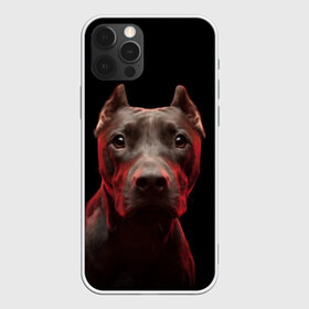 Чехол для iPhone 12 Pro Max с принтом Стафф в Екатеринбурге, Силикон |  | амстафф | голова | животные | мордочка | природа | собака | стафф | стаффордширский терьер