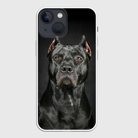 Чехол для iPhone 13 mini с принтом Питбуль в Екатеринбурге,  |  | animal | black | breed | bull | combat | dog | ears | eyes | image | muzzle | nose | pit bull | portrait | боевой | бугай | глаза | животное | изображение | нос | пес | питбуль | порода | портрет | псина | собака | уши | черный