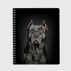 Тетрадь с принтом Питбуль в Екатеринбурге, 100% бумага | 48 листов, плотность листов — 60 г/м2, плотность картонной обложки — 250 г/м2. Листы скреплены сбоку удобной пружинной спиралью. Уголки страниц и обложки скругленные. Цвет линий — светло-серый
 | animal | black | breed | bull | combat | dog | ears | eyes | image | muzzle | nose | pit bull | portrait | боевой | бугай | глаза | животное | изображение | нос | пес | питбуль | порода | портрет | псина | собака | уши | черный