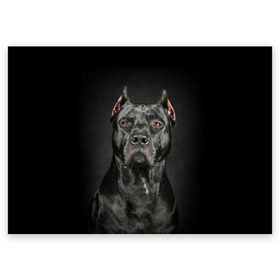 Поздравительная открытка с принтом Питбуль в Екатеринбурге, 100% бумага | плотность бумаги 280 г/м2, матовая, на обратной стороне линовка и место для марки
 | animal | black | breed | bull | combat | dog | ears | eyes | image | muzzle | nose | pit bull | portrait | боевой | бугай | глаза | животное | изображение | нос | пес | питбуль | порода | портрет | псина | собака | уши | черный