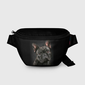 Поясная сумка 3D с принтом Французский бульдог в Екатеринбурге, 100% полиэстер | плотная ткань, ремень с регулируемой длиной, внутри несколько карманов для мелочей, основное отделение и карман с обратной стороны сумки застегиваются на молнию | animal | background | beast | black | breed | bulldog | cool | cute | dog | ears | french | jaw | look | muzzle | portrait | wool | бульдог | взгляд | животное | зверь | милый | пёс | порода | портрет | прикольно | псина | собака | уши | фон | фра