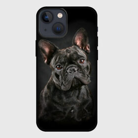 Чехол для iPhone 13 mini с принтом Французский бульдог в Екатеринбурге,  |  | Тематика изображения на принте: animal | background | beast | black | breed | bulldog | cool | cute | dog | ears | french | jaw | look | muzzle | portrait | wool | бульдог | взгляд | животное | зверь | милый | пёс | порода | портрет | прикольно | псина | собака | уши | фон | фра