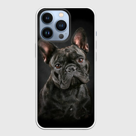 Чехол для iPhone 13 Pro с принтом Французский бульдог в Екатеринбурге,  |  | animal | background | beast | black | breed | bulldog | cool | cute | dog | ears | french | jaw | look | muzzle | portrait | wool | бульдог | взгляд | животное | зверь | милый | пёс | порода | портрет | прикольно | псина | собака | уши | фон | фра
