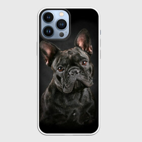 Чехол для iPhone 13 Pro Max с принтом Французский бульдог в Екатеринбурге,  |  | Тематика изображения на принте: animal | background | beast | black | breed | bulldog | cool | cute | dog | ears | french | jaw | look | muzzle | portrait | wool | бульдог | взгляд | животное | зверь | милый | пёс | порода | портрет | прикольно | псина | собака | уши | фон | фра