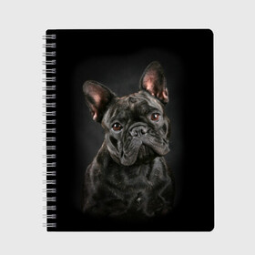 Тетрадь с принтом Французский бульдог в Екатеринбурге, 100% бумага | 48 листов, плотность листов — 60 г/м2, плотность картонной обложки — 250 г/м2. Листы скреплены сбоку удобной пружинной спиралью. Уголки страниц и обложки скругленные. Цвет линий — светло-серый
 | animal | background | beast | black | breed | bulldog | cool | cute | dog | ears | french | jaw | look | muzzle | portrait | wool | бульдог | взгляд | животное | зверь | милый | пёс | порода | портрет | прикольно | псина | собака | уши | фон | фра