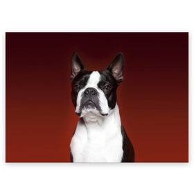 Поздравительная открытка с принтом Французский бульдог в Екатеринбурге, 100% бумага | плотность бумаги 280 г/м2, матовая, на обратной стороне линовка и место для марки
 | animal | background | beast | black | breed | bulldog | color | cool | cute | dog | e | jaw | look | muzzle | portrait | red | white | белый | бульдог | взгляд | животное | зверь | красный | милый | пёс | порода | портрет | прикольно | псина | соб