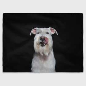 Плед 3D с принтом Белый шнауцер в Екатеринбурге, 100% полиэстер | закругленные углы, все края обработаны. Ткань не мнется и не растягивается | animal | background | beast | black | breed | cool | cute | dog | ears | fangs | jaw | look | muzzle | portrait | tongue | white | wool | белый | взгляд | животное | зверь | клыки | милый | пёс | порода | портрет | прикольно | псина | собака | уши