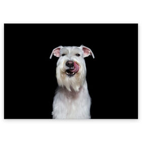 Поздравительная открытка с принтом Белый шнауцер в Екатеринбурге, 100% бумага | плотность бумаги 280 г/м2, матовая, на обратной стороне линовка и место для марки
 | animal | background | beast | black | breed | cool | cute | dog | ears | fangs | jaw | look | muzzle | portrait | tongue | white | wool | белый | взгляд | животное | зверь | клыки | милый | пёс | порода | портрет | прикольно | псина | собака | уши
