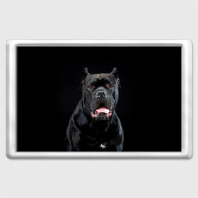 Магнит 45*70 с принтом Черный кан - корсо в Екатеринбурге, Пластик | Размер: 78*52 мм; Размер печати: 70*45 | animal | background | beast | black | breed | can   corso | cool | cute | dog | ears | fangs | jaw | look | muzzle | portrait | tongue | wool | взгляд | животное | зверь | кан   корсо | клыки | милый | пёс | порода | портрет | прикольно | псина | 