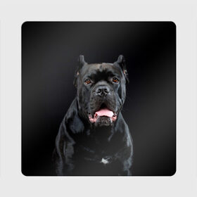 Магнит виниловый Квадрат с принтом Черный кан - корсо в Екатеринбурге, полимерный материал с магнитным слоем | размер 9*9 см, закругленные углы | Тематика изображения на принте: animal | background | beast | black | breed | can   corso | cool | cute | dog | ears | fangs | jaw | look | muzzle | portrait | tongue | wool | взгляд | животное | зверь | кан   корсо | клыки | милый | пёс | порода | портрет | прикольно | псина | 