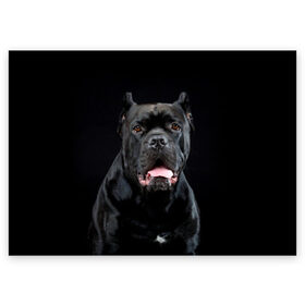 Поздравительная открытка с принтом Черный кан - корсо в Екатеринбурге, 100% бумага | плотность бумаги 280 г/м2, матовая, на обратной стороне линовка и место для марки
 | animal | background | beast | black | breed | can   corso | cool | cute | dog | ears | fangs | jaw | look | muzzle | portrait | tongue | wool | взгляд | животное | зверь | кан   корсо | клыки | милый | пёс | порода | портрет | прикольно | псина | 