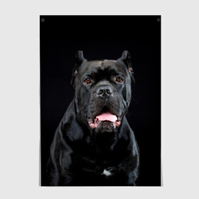 Постер с принтом Черный кан - корсо в Екатеринбурге, 100% бумага
 | бумага, плотность 150 мг. Матовая, но за счет высокого коэффициента гладкости имеет небольшой блеск и дает на свету блики, но в отличии от глянцевой бумаги не покрыта лаком | animal | background | beast | black | breed | can   corso | cool | cute | dog | ears | fangs | jaw | look | muzzle | portrait | tongue | wool | взгляд | животное | зверь | кан   корсо | клыки | милый | пёс | порода | портрет | прикольно | псина | 