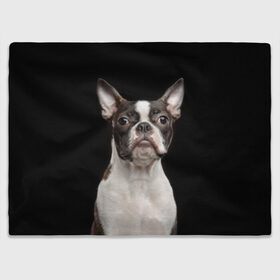 Плед 3D с принтом Бостонский терьер в Екатеринбурге, 100% полиэстер | закругленные углы, все края обработаны. Ткань не мнется и не растягивается | animal | background | beast | black | boston | breed | color | cool | cute | dog | ears | jaw | look | muzzle | pet | portrait | terrier | white | wool | белый | бостон | взгляд | животное | зверь | милый | пёс | питомец | порода | портрет | прико