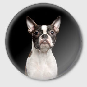 Значок с принтом Бостонский терьер в Екатеринбурге,  металл | круглая форма, металлическая застежка в виде булавки | Тематика изображения на принте: animal | background | beast | black | boston | breed | color | cool | cute | dog | ears | jaw | look | muzzle | pet | portrait | terrier | white | wool | белый | бостон | взгляд | животное | зверь | милый | пёс | питомец | порода | портрет | прико