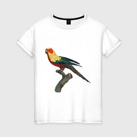 Женская футболка хлопок с принтом Попугай. Аратинга. в Екатеринбурге, 100% хлопок | прямой крой, круглый вырез горловины, длина до линии бедер, слегка спущенное плечо | аратинга | бразилия | зоозащита | попугаи | попугайчики | природа | птица | птицы | солнечный