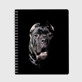 Тетрадь с принтом Мастиф в Екатеринбурге, 100% бумага | 48 листов, плотность листов — 60 г/м2, плотность картонной обложки — 250 г/м2. Листы скреплены сбоку удобной пружинной спиралью. Уголки страниц и обложки скругленные. Цвет линий — светло-серый
 | Тематика изображения на принте: animal | black | collar | dog | friend | look | man | muzzle | взгляд | друг | животное | мастиф | ошейник | пёс | собака | человека | черный