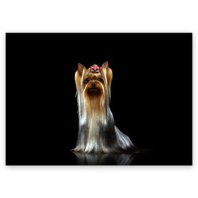 Поздравительная открытка с принтом Йоркширский терьер в Екатеринбурге, 100% бумага | плотность бумаги 280 г/м2, матовая, на обратной стороне линовка и место для марки
 | animal | barrette | breed | cute | dog | funny | muzzle | small | terrier | yorkshire | животное | забавный | заколка | йоркширский | маленький | милый | порода | смешной | собака | терьер