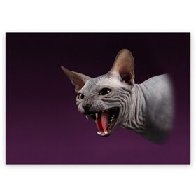 Поздравительная открытка с принтом Сфинкс в Екатеринбурге, 100% бумага | плотность бумаги 280 г/м2, матовая, на обратной стороне линовка и место для марки
 | aggressive | angry | animal | bald | breed | cat | dangerous | fangs | gray | purple | sphinx | агрессивный | животное | злой | клыки | кот | лысый | опасный | порода | серый | сфинкс | фиолетовый