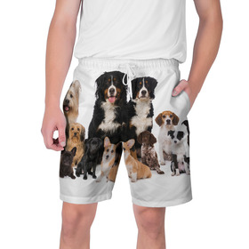 Мужские шорты 3D с принтом Породистые собаки в Екатеринбурге,  полиэстер 100% | прямой крой, два кармана без застежек по бокам. Мягкая трикотажная резинка на поясе, внутри которой широкие завязки. Длина чуть выше колен | animal | bernese | breed | bulldog | corgi | cute | dog | french | funny | jack | labrador | mountain dog | muzzle | paws | pug | puppy | spaniel | бернский | бульдог | джек рассел | животное | забавный | зенненхунд | корги | лабрадор | лапы | милый