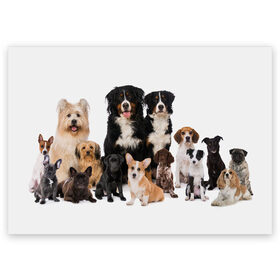 Поздравительная открытка с принтом Породистые собаки в Екатеринбурге, 100% бумага | плотность бумаги 280 г/м2, матовая, на обратной стороне линовка и место для марки
 | animal | bernese | breed | bulldog | corgi | cute | dog | french | funny | jack | labrador | mountain dog | muzzle | paws | pug | puppy | spaniel | бернский | бульдог | джек рассел | животное | забавный | зенненхунд | корги | лабрадор | лапы | милый