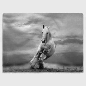 Плед 3D с принтом Белая лошадь в Екатеринбурге, 100% полиэстер | закругленные углы, все края обработаны. Ткань не мнется и не растягивается | Тематика изображения на принте: animal | beautiful | gloss | horse | mane | mustang | muzzle | nature | white | wild | белый | грива | дикий | животное | конь | красивый | лоск | лошадь | мустанг | природа | скакун
