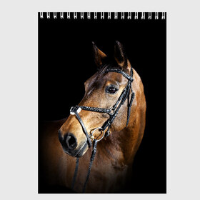 Скетчбук с принтом Гнедая лошадь в Екатеринбурге, 100% бумага
 | 48 листов, плотность листов — 100 г/м2, плотность картонной обложки — 250 г/м2. Листы скреплены сверху удобной пружинной спиралью | animal | beautiful | black | brown | eyes | gloss | harness | horse | look | muzzle | взгляд | глаза | гнедая | гнедой | животное | конь | коричневый | красивый | лоск | лошадь | сбруя | скакун | черный