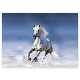 Поздравительная открытка с принтом Белая лошадь в Екатеринбурге, 100% бумага | плотность бумаги 280 г/м2, матовая, на обратной стороне линовка и место для марки
 | animal | beautiful | gloss | horse | mane | mustang | muzzle | nature | snow | white | wild | winter | белый | грива | дикий | животное | зима | конь | красивый | лоск | лошадь | мустанг | природа | скакун | снег